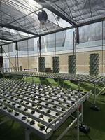 Système hydroponique NFT pour serres agricoles, équipement de culture commercial pour la laitue et toutes les légumes à feuilles.