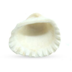 Natuurlijke Shell Diy <span class=keywords><strong>Aquarium</strong></span> Decoratie Wit <span class=keywords><strong>Seashell</strong></span> 2-3Cm Kleine Coquille Zee Natuurlijke Ambachten Schelpen Conch - Product Image 4