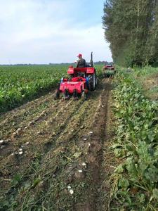 حصادة بنجر السكر الهيدروليكية الأوتوماتيكية، حصادة بنجر ثقيلة عالية الكفاءة، آلة حفر البنجر - Product Image 4