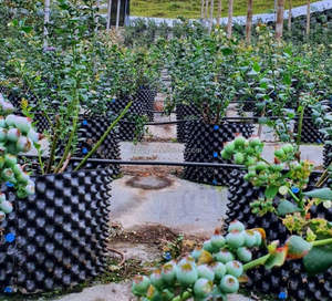 Agricultura jardim berçário vegetal árvore frutífera plantio plástico PE 10 galões ar poda pote para venda - Product Image 6