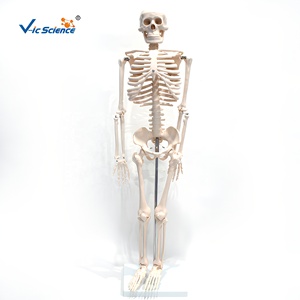Modelo de <span class=keywords><strong>Esqueleto</strong></span> Humano de 85 cm a Medio Cuerpo, 200 Huesos, Articulado de PVC, para Enseñanza Médica, con Certificaciones CE, ISO, ROHS y CNAS - Product Image 2