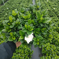 Natürliche Lebende Gardenia Jasminoides für Esstisch Wohnzimmer Heimdekoration Echte Blumen Kap-Jasmin Gartenbaupflanze Großhandel