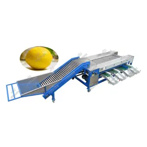 Máquina de clasificación de limón de acero inoxidable, 5 grados, para fruta