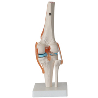 Modèle d'enseignement médical de haute qualité, articulaire pour les genoux, anatomie des articulations, offre spéciale,