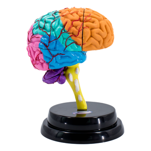Modèle d'anatomie de l'œil humain en 3D, globe oculaire anatomique avec muscles et nerfs, enseignement médical - Product Image 2