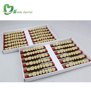 Dents dentaires en résine acrylique pour prothèses dentaires Dent à deux couches - Product Image 5