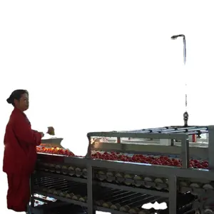 Máquina clasificadora de frutas Automática Industrial, lavadora, peladora