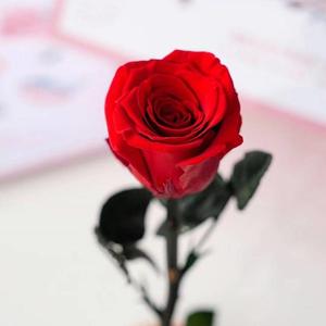 Roses éternelles <span class=keywords><strong>en</strong></span> gros, fleurs naturelles à <span class=keywords><strong>tige</strong></span> unique, roses préservées à jamais dans un dôme <span class=keywords><strong>en</strong></span> <span class=keywords><strong>verre</strong></span>, cadeau pour la Saint-Valentin - Product Image 2