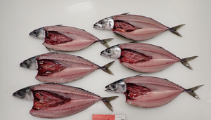 Nueva Temporada Atlantic Mackererl Noruega Origen Faroe Island Origin - Product Image 5