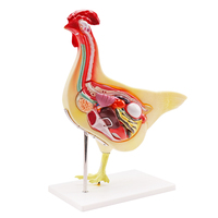 Modèle automatique d'anatomie, poulet blanc, éducation scientifique des animaux, modèle d'anatomie