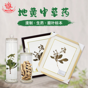 Spécimens préservés de Rehmannia glutinosa, une plante naturelle et cultivée artificiellement, sont conservés dans des bocaux en verre. - Product Image 5