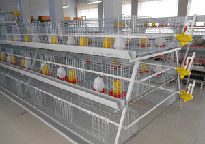Detachable Structure Anti-Epidemic Design Suitable for Suburban Cooperative Broiler Farms Hygienic Broiler <b>Cages</b> - Product Image 2