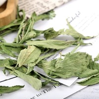 Teh Daun Stevia Herbal Cina Kering Alami Grosir Pabrik, Stevia Rebaudiana Kering Segar untuk Teh