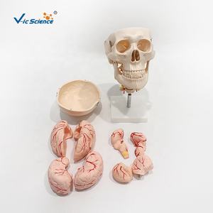 Modelo Anatómico de Cerebro de 8 Piezas Vic Science para Entrenamiento en Ciencias Médicas - Product Image 4