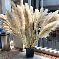 Rumput Pampas Kering Alami Warna Beige Ramah Lingkungan Dekorasi Rumah yang Mengembang untuk Hari Ibu Natal Hari Valentine Paskah