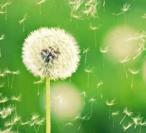 Травяной корень одуванчика, флавоноиды тараксакума, экстракт одуванчика в порошке - Product Image 2