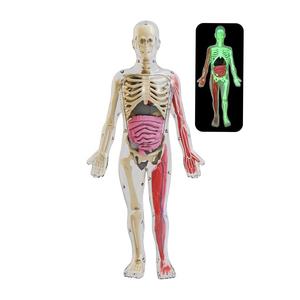 Modelo de Anatomía del <span class=keywords><strong>Cuerpo</strong></span> <span class=keywords><strong>Humano</strong></span> para Enseñanza Biológica STEM, Kit de Ciencia de Órganos del Torso para Ensamblar, con Huesos que Brillan en la Oscuridad - Product Image 1