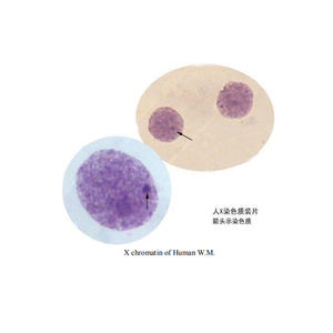 30 Lames de microscope en verre pour biologie cellulaire et génétique, spécimens humains et animaux, pour écoles de médecine - Product Image 6