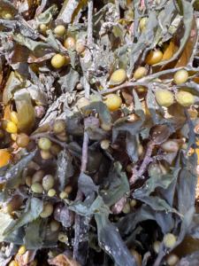 Compost organique soluble dans l'eau extrait d'<span class=keywords><strong>algues</strong></span> vertes acide alginique poudre d'<span class=keywords><strong>algues</strong></span> de varech engrais organique noir vente en gros - Product Image 4