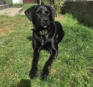 Jeunes Cool Camo Aboyant Électronique Collier De Chien pour La Chasse - Product Image 5