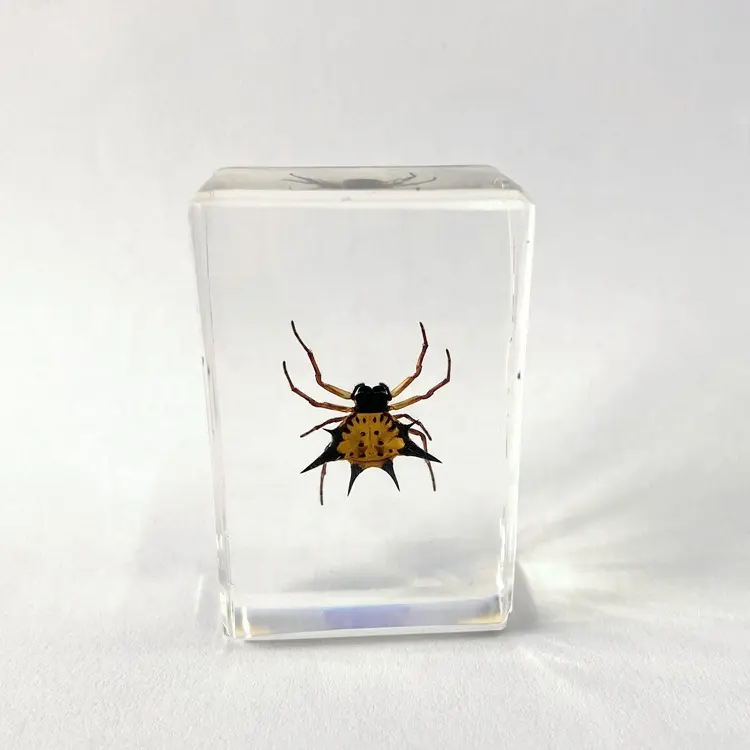 Kleine echte Bug Spiny Spider in Crystal Box Lustiges Spielzeug für Kinder zu Hause Beobachtung