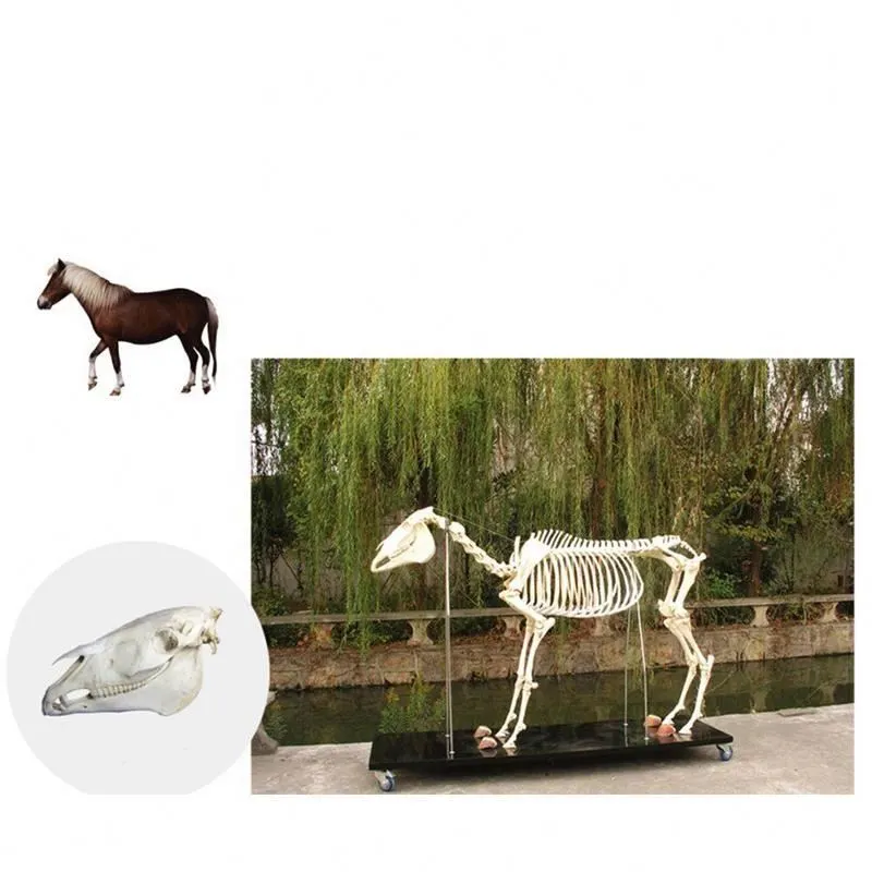 Modelo de esqueleto de caballo para enseñanza médica, esqueleto de PVC, Animal, caballo, anatomico