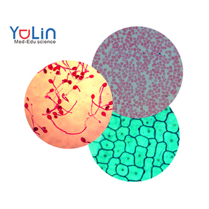 Set di 15 Preparati Microscopici di Celle Ematiche Umane per Citologia <span class=keywords><strong>Standard</strong></span>, per l'Insegnamento nelle Scuole Medie - Product Image 1