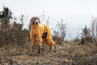 PETBUCK Manteau de Pluie Textile Classique Moderne Style Ferme pour Chien, Imperméable Toutes Saisons, Couleur Unie, Chaud et Confortable, Équipement Actif