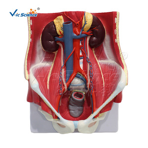 Fournisseur direct d'usine de modèles anatomiques in situ du système urinaire masculin, fabriqués en PVC respectueux de l'environnement - Product Image 5