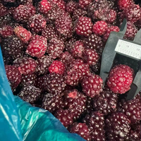 Venta al por Mayor de Frambuesas FD de Primera Calidad para Smoothies y Jugos