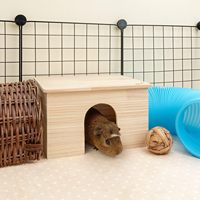 Nichoir Moderne en Bois Épaissi avec Fenêtre pour Hamster, Lapin, Cochon d'Inde, Hérisson - Utilisation Toutes Saisons, Logo Personnalisé