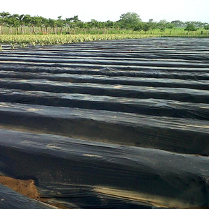 <span class=keywords><strong>Film</strong></span> de paillage agricole en PLA de 25 microns pour fraises, <span class=keywords><strong>film</strong></span> de paillage noir avec trous, contrôle des <span class=keywords><strong>mauvaises</strong></span> <span class=keywords><strong>herbes</strong></span>, résistant aux UV - Product Image 5