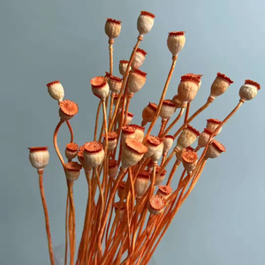 Vente en gros de coquilles de pavot séchées et préservées, mini-têtes de graines pour bouquets de mariage, arrangements floraux, Fête des Mères - Product Image 5