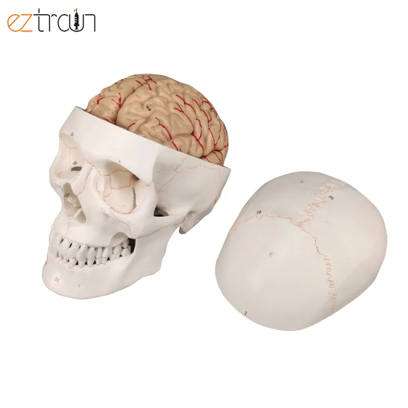 نموذج جمجمة الإنسان 8 أجزاء مع دماغ قابل للفصل