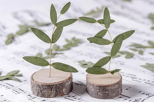 Feuilles d'<span class=keywords><strong>eucalyptus</strong></span> et d'<span class=keywords><strong>eucalyptus</strong></span> naturelles, pièces, fournitures de fabrication de bijoux en résine, plante naturelle, vraie fleur pressé, écologique - Product Image 3