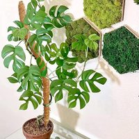 Tige de cocotier pliable et déformable pour plantes grimpantes, corde de chanvre, support de jardinage domestique, poteau de mousse en forme de grimpier