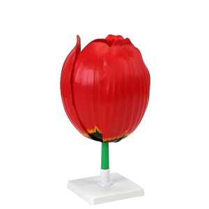 Modèle de fleur, modèle agrandi de la structure interne d'une fleur, diverses fleurs pour la biologie au collège et au lycée - Product Image 2