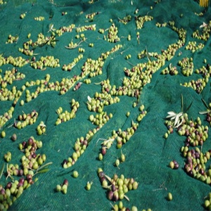 HDPE Knitted Agriculture Fruit Harvest <strong>Net</strong> - Product Image 2