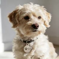 Étiquette NFC durable, étiquette RFID, porte-clés en époxy pour animaux de compagnie