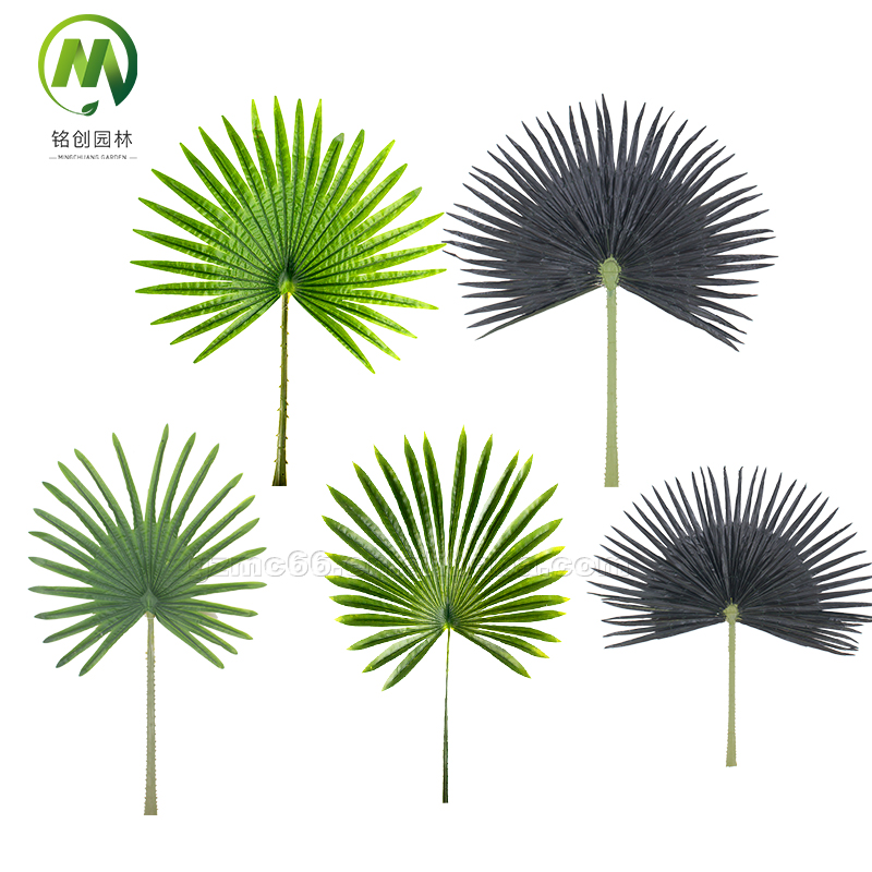 fan palm leaf
