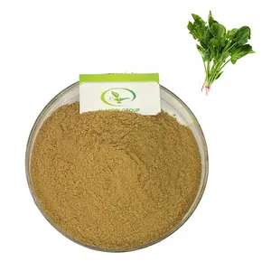 GMP عالية الجودة spinacia oleracea السبانخ مسحوق مستخرج من الورق