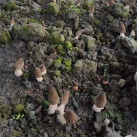 Morilles fraîches cultivées entières noires 5-8cm - Morchella crue de qualité supérieure pour la cuisine gastronomique - Vente en gros en vrac Marque Goodex