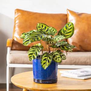 Pots de plantes en céramique durables et écologiques Vancasso, 3 pièces, avec trous de drainage pour une utilisation en intérieur - Plantes succulentes, Pothos, plantes serpent et plus encore - Product Image 6