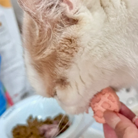 Friandises lyophilisées en forme de gaufre pour animaux de compagnie, à base de viande crue naturelle, pour chats et chiens – Collations saines quotidiennes