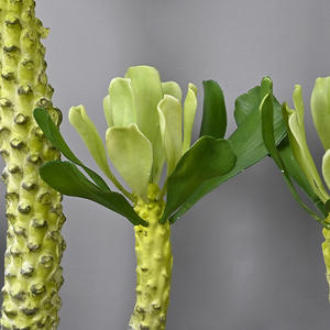 Simulation Plante Verte Cactus Roi Fouet Cactus En Pot Brésilien Dragon Os Arbre Désert Tropical Aménagement Paysager Décoration de La Maison - Product Image 4