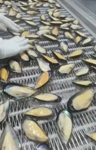 Vendita calda IQF carne di cozze nuova stagione crostacei per cucinare - Product Image 4