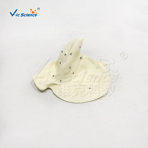 Fournisseur direct d'usine de modèle d'os temporel humain à l'échelle 5x avec structure de cavité tympanique détachable pour l'anatomie médicale - Product Image 3
