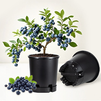 Jardinières en plastique PP biodégradable de 5 gallons pour la culture des myrtilles avec trous de drainage pour une production de fruits saine et écologique