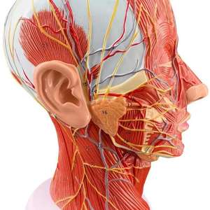 Modelo <span class=keywords><strong>de</strong></span> Media Cabeza Humana - Sección Sagital <span class=keywords><strong>de</strong></span> la Cabeza con Modelo <span class=keywords><strong>de</strong></span> Vasos Sanguíneos y Nervios - Product Image 1