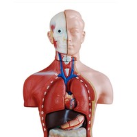 Modelo de Torso Humano Desmontable de Grado Médico, 42 cm, 13 Partes, Modelo de Anatomía de Torso Masculino Adulto para Ciencias Médicas